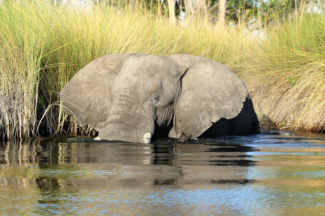 Island Safari Lodge Maun Ngoại thất bức ảnh