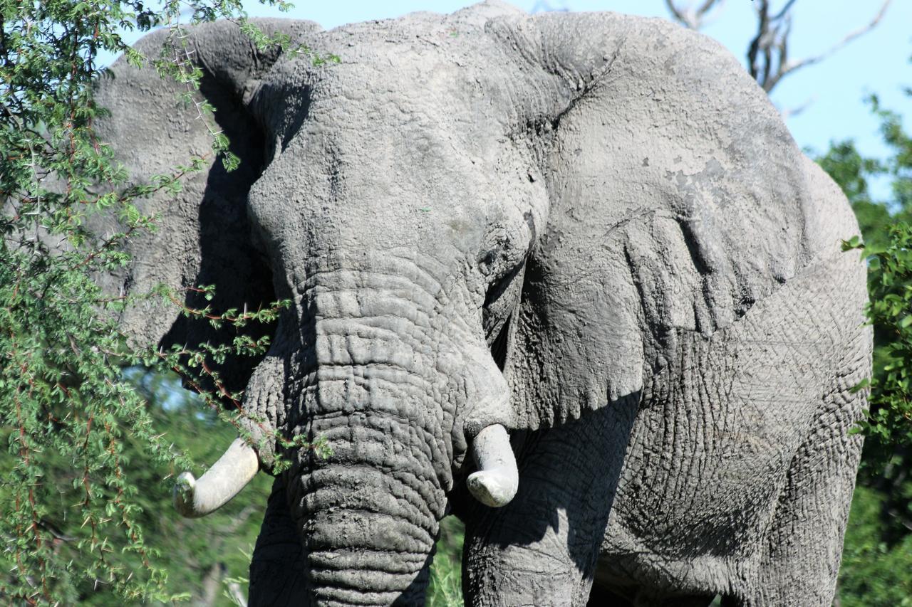 Island Safari Lodge Maun Phòng bức ảnh