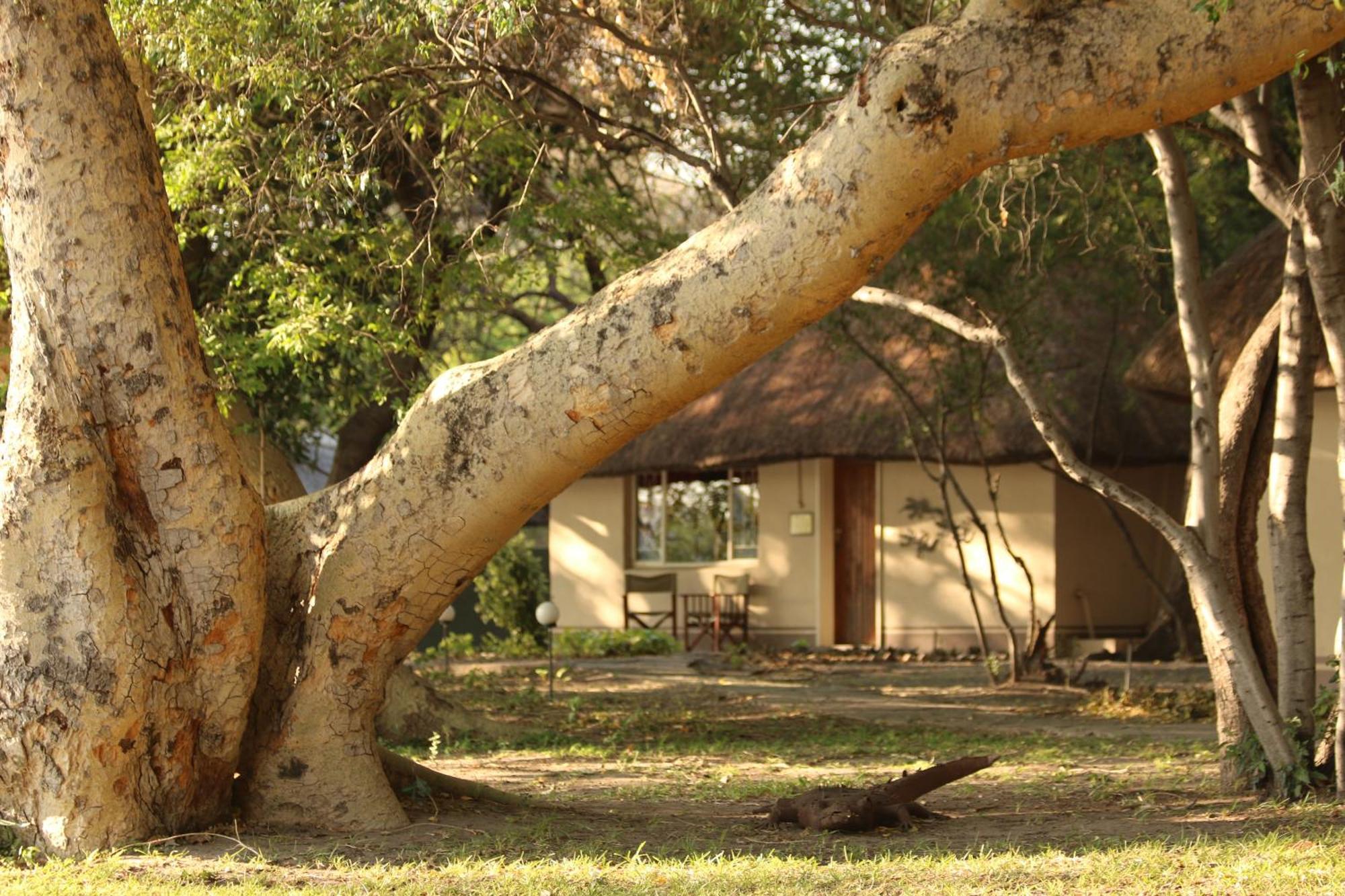 Island Safari Lodge Maun Ngoại thất bức ảnh